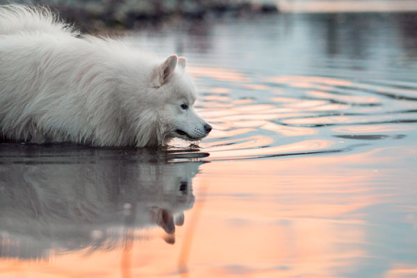 Hund badet im Sonnenuntergang, Magdeburg